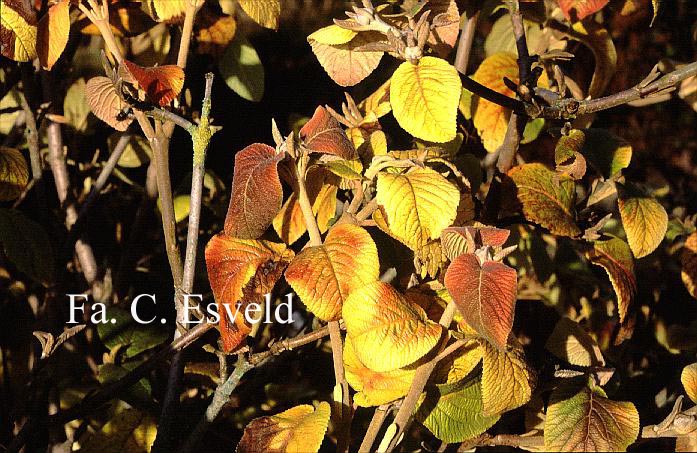 Viburnum lantana 'Aureum'