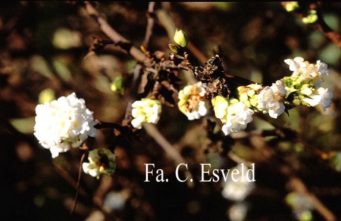 Viburnum farreri 'Candidissimum'