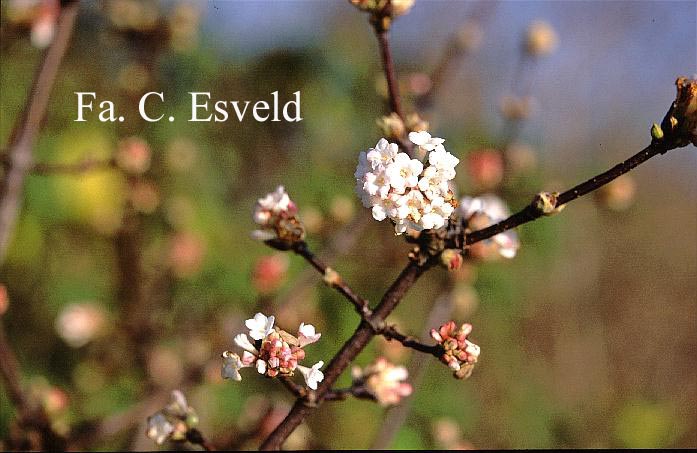 Viburnum bodnantense 'Deben'