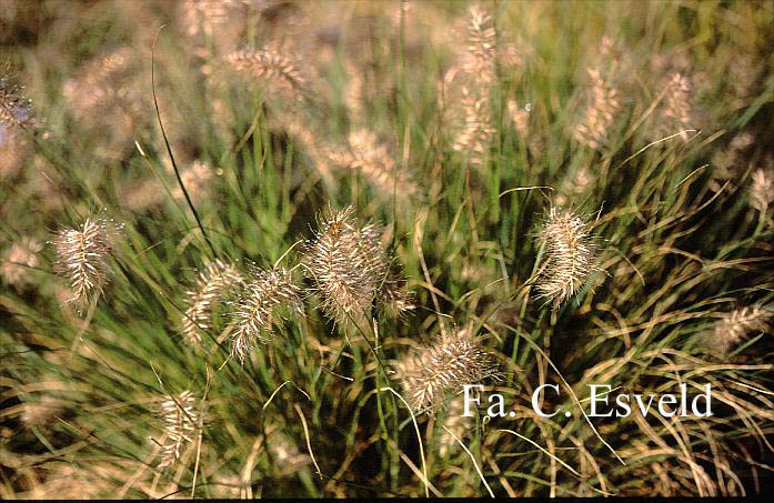 Pennisetum alopecuroides 'Little Bunny'