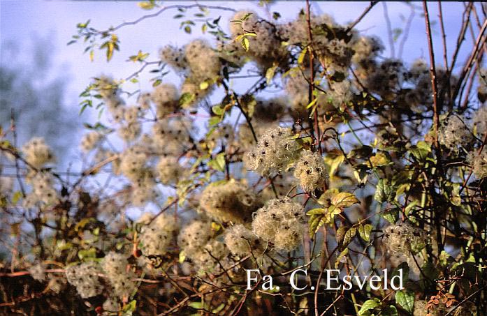 Clematis montana