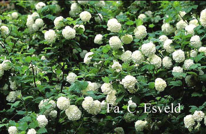 Viburnum opulus 'Roseum'