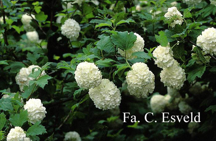 Viburnum opulus 'Roseum'