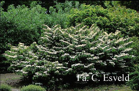 Viburnum plicatum 'Shasta'