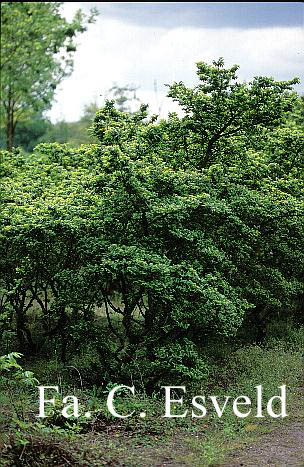 Ulmus minor 'Jacqueline Hillier'