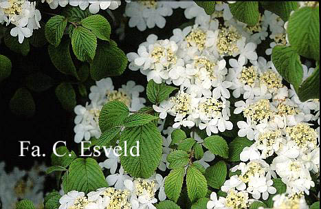 Viburnum plicatum 'Mariesii'