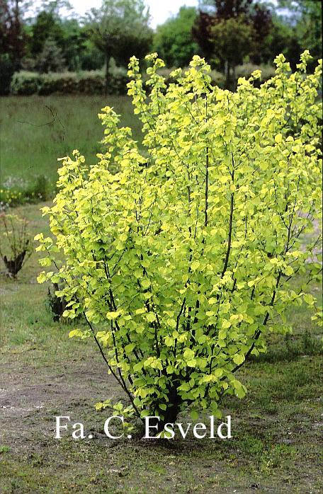 Corylus avellana 'Aurea'