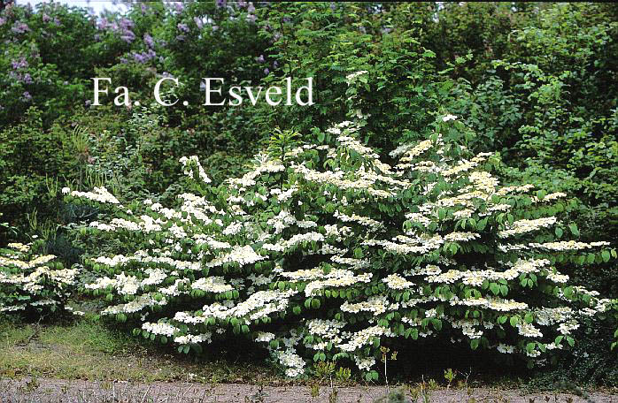 Viburnum plicatum 'Mariesii'