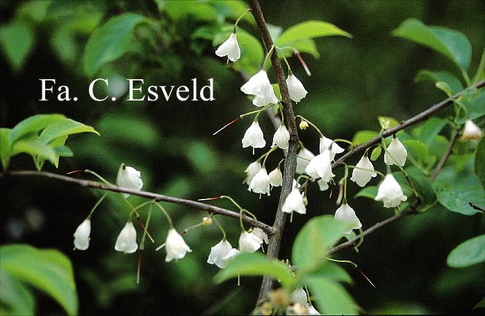 Halesia carolina