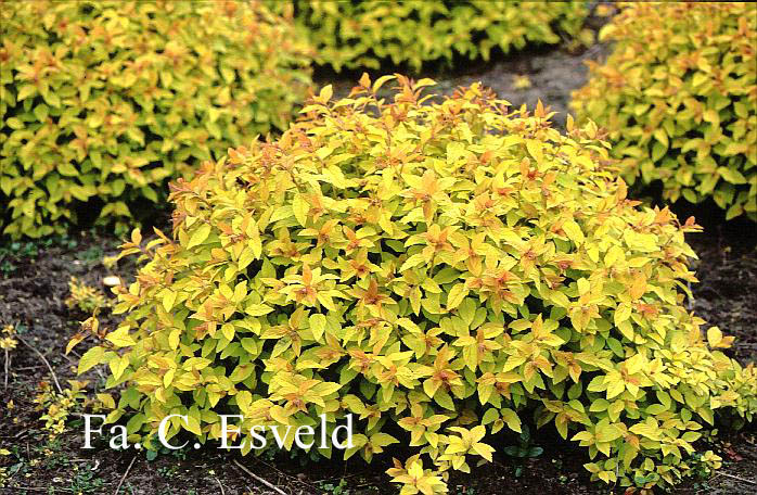 Spiraea japonica 'Goldflame'