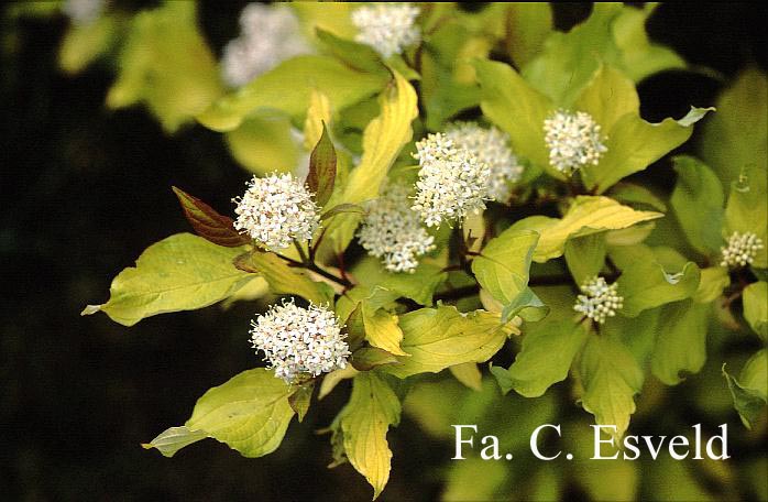 Cornus alba 'Aurea'