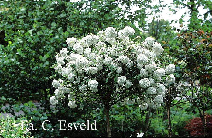 Viburnum 'Eskimo'