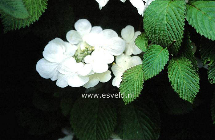 Viburnum plicatum 'Tennessee'
