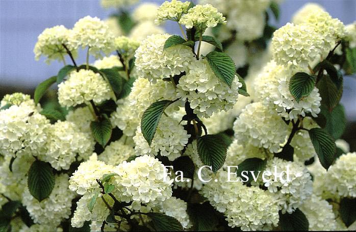 Viburnum plicatum 'Triumph'