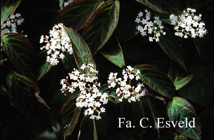 Viburnum setigerum