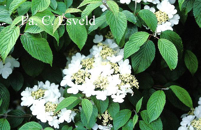 Viburnum plicatum 'Shoshoni'