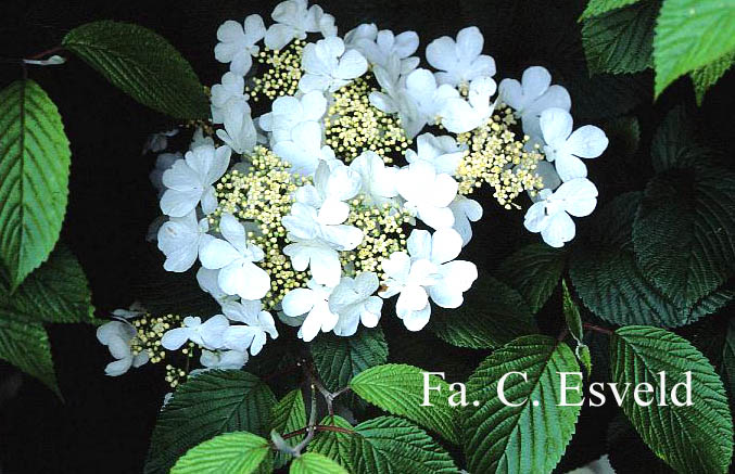 Viburnum plicatum 'Shoshoni'