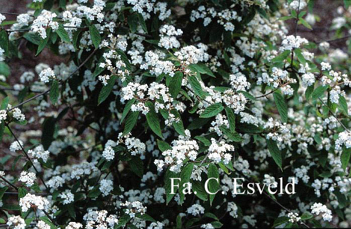 Viburnum ichangense