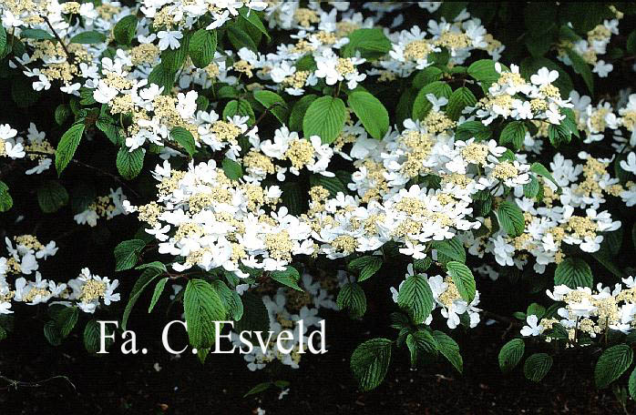 Viburnum plicatum 'St. Keverne'