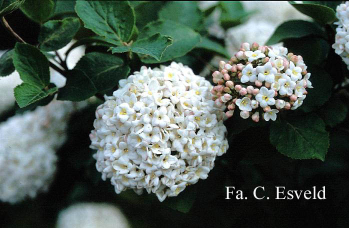 Viburnum carlcephalum