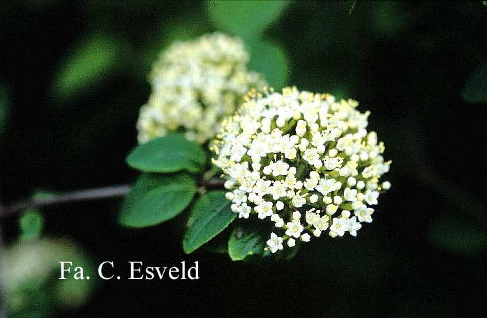 Viburnum lantana 'Rugosum'