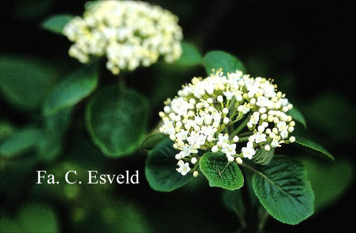 Viburnum lantana 'Rugosum'