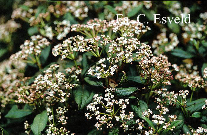 Viburnum globosum 'Jermyn's Globe'