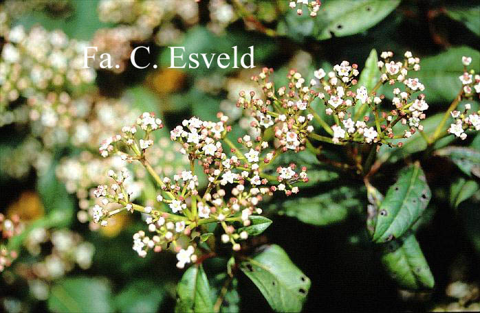 Viburnum globosum 'Jermyn's Globe'