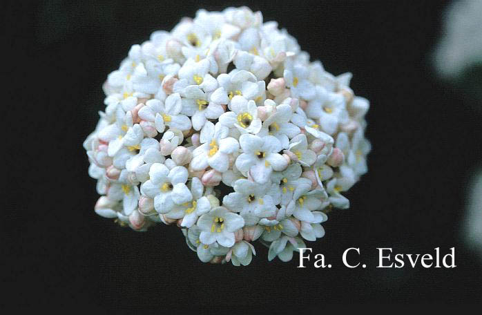 Viburnum carlcephalum