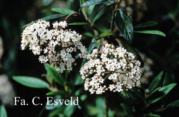 Viburnum 'Pragense'