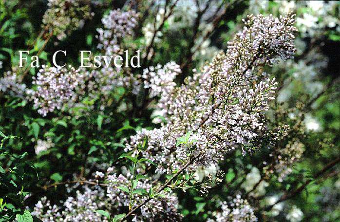 Syringa chinensis