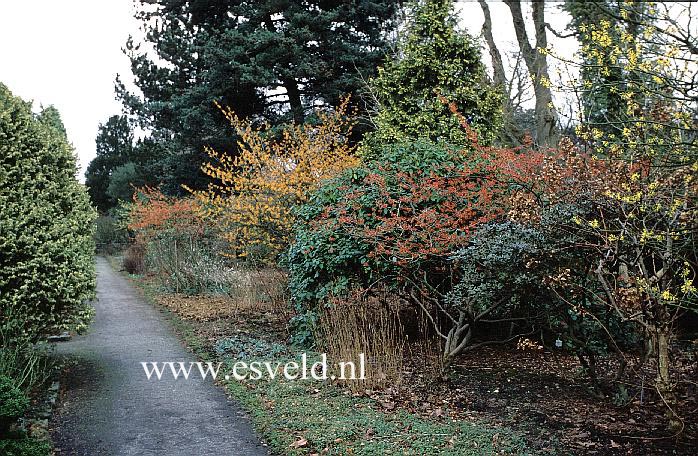 Hamamelis intermedia
