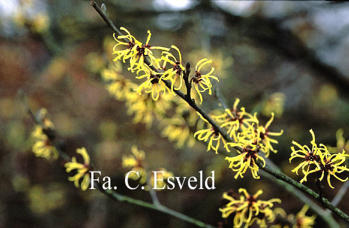 Hamamelis intermedia 'Primavera'