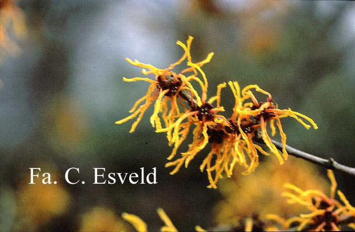 Hamamelis intermedia 'Vesna'