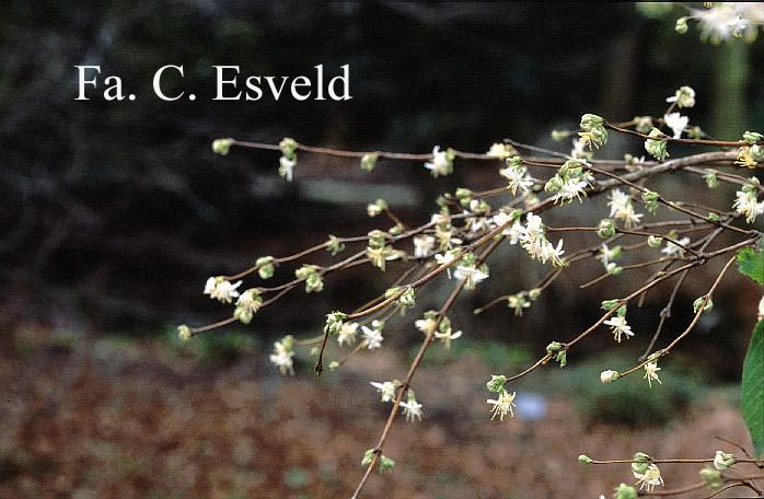 Lonicera fragrantissima