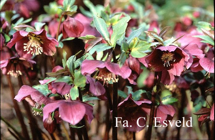 Helleborus 'Atrorubens'