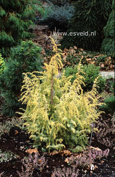 Juniperus communis 'Kalebab'