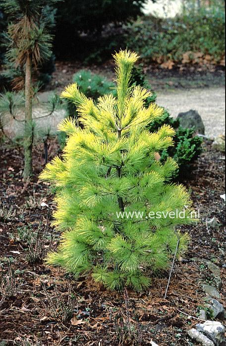 Pinus strobus 'Louie'