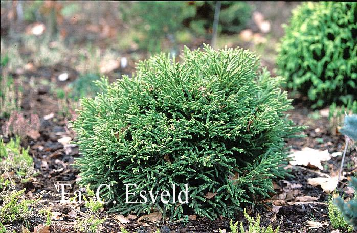 Cryptomeria japonica 'Little Champion'