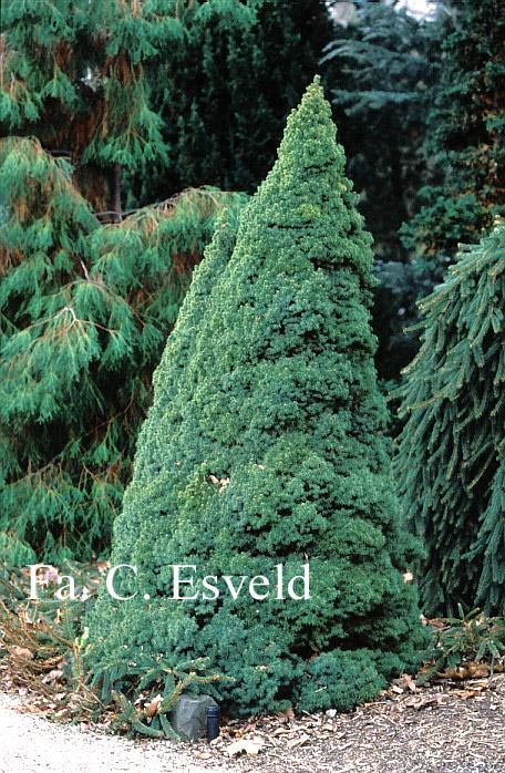 Picea abies 'Conica'