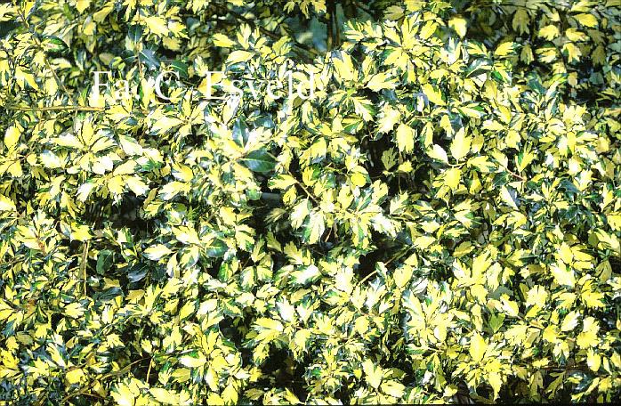 Ilex aquifolium 'Golden Milkmaid'