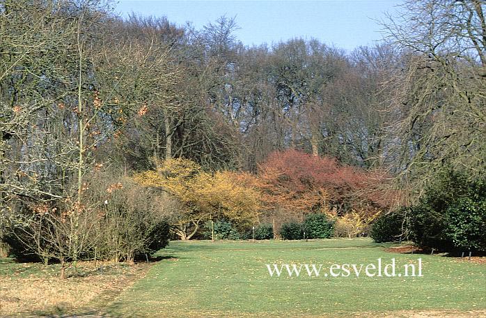 Hamamelis intermedia