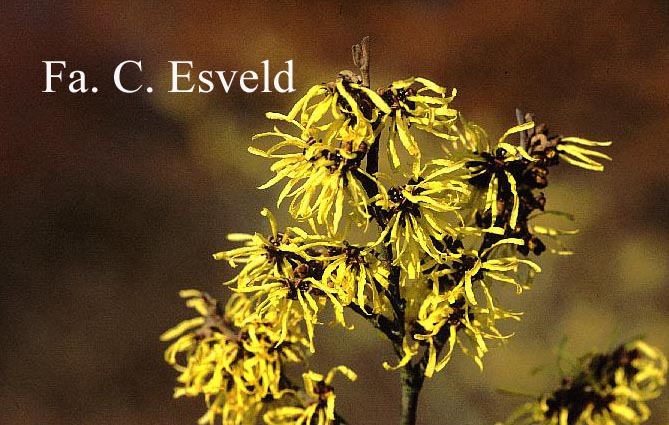Hamamelis intermedia 'Angelly'