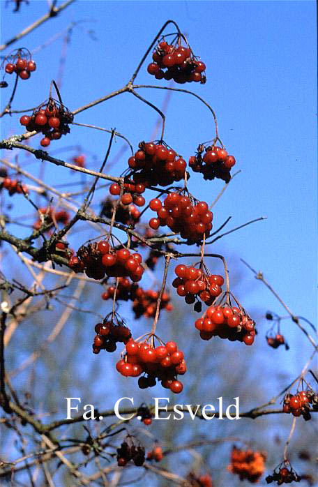 Viburnum opulus 'Notcutt's Variety'