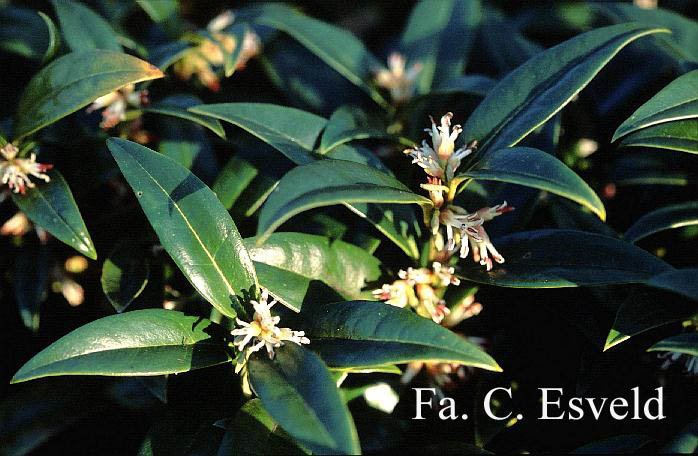 Sarcococca hookeriana