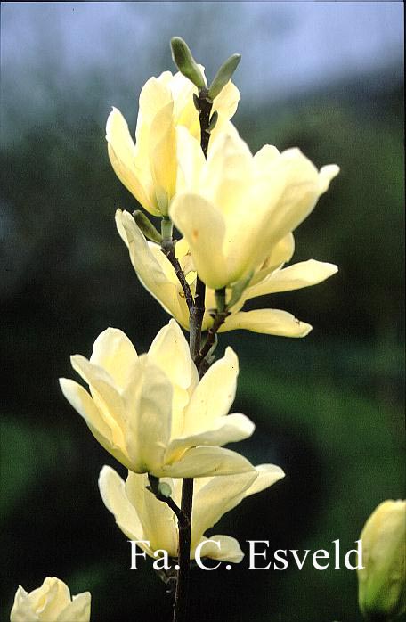 Magnolia 'Fei Huang' (YELLOW RIVER)