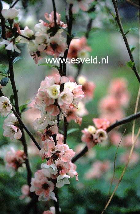 Chaenomeles speciosa 'Moerloosei'