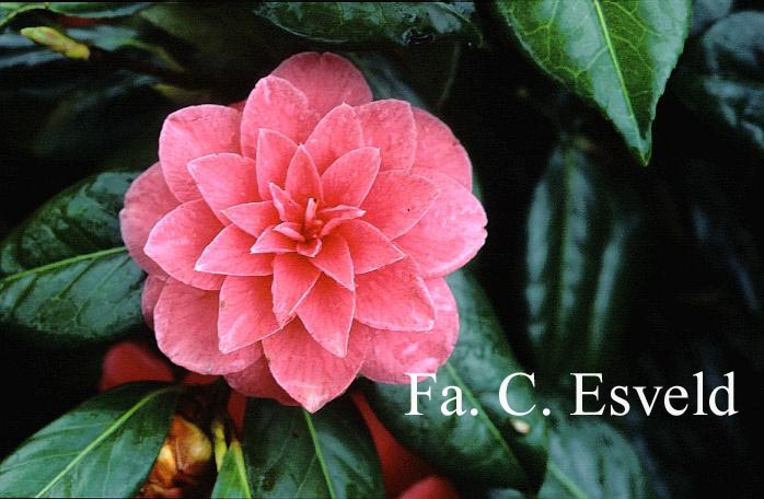 Camellia japonica 'Mathotiana'