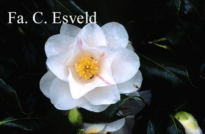 Camellia japonica 'Lady Vansittart'