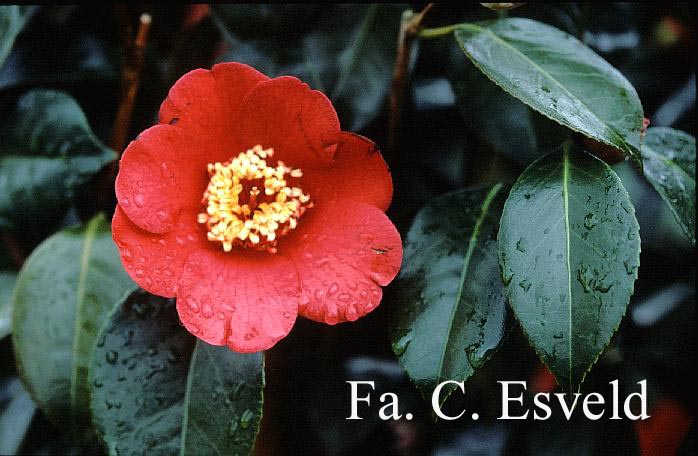 Camellia japonica 'Kimberley'